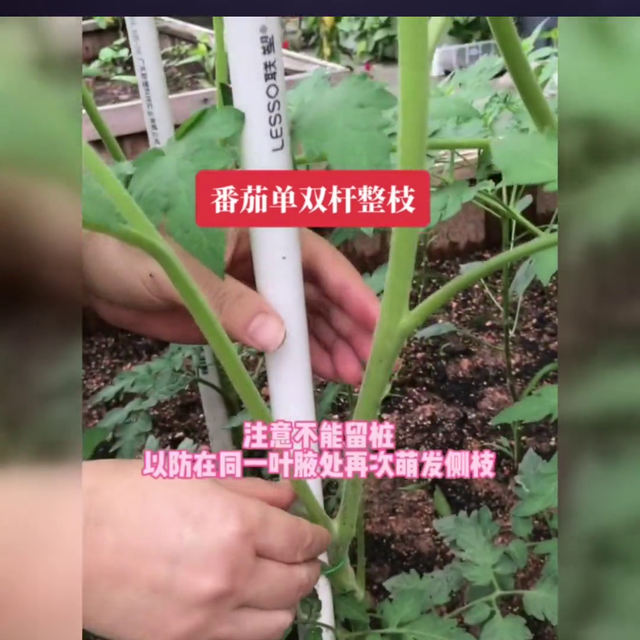 番茄单双杆整枝方法#番茄种子