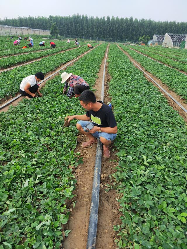 栽植香野草莓苗的注意一下几点