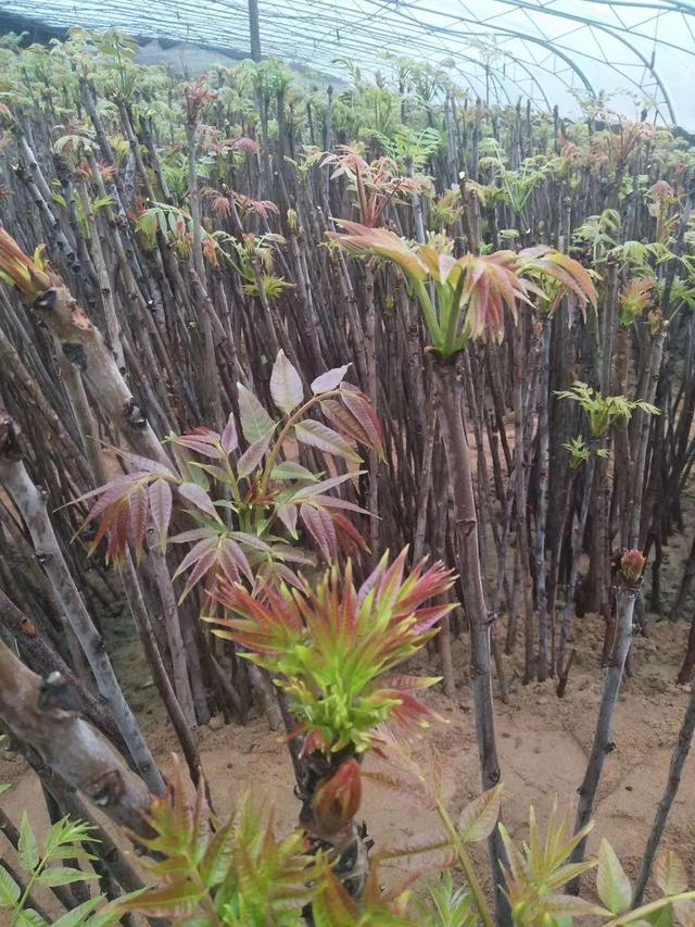 大棚香椿入棚在即，香椿苗开始起苗假植准备进棚，香椿种植教学