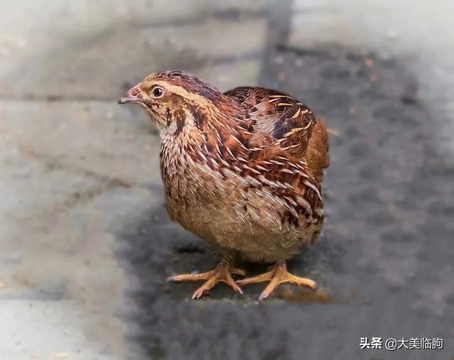 沂山的野生鸟