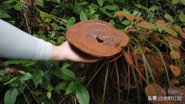 南岭山脉大山深处野货多，找野生灵芝和采蘑菇一样，同样有诀窍