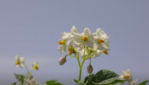 毛乌素沙地开出“致富花”