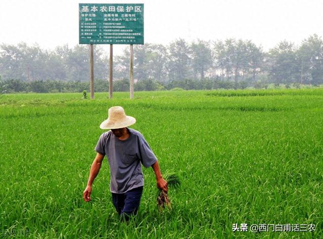 9月1日起，在耕地上栽树是否违法，会罚多少钱？农民朋友赶快了解