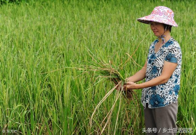 直播种植水稻，杂草比较难治，做好这些管理，一样可以高产