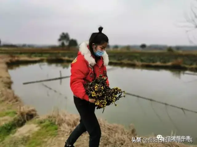 爱心接力！满满一车红菜苔，送达抗疫一线