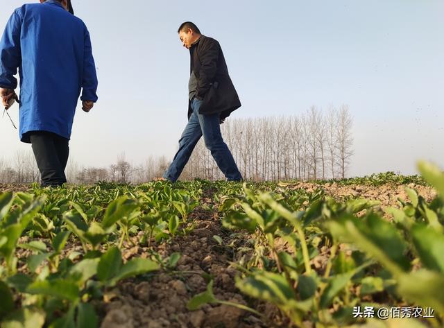 中药材涨价，农民跟风种植20亩，不料杂草成灾，专家给出4点忠告