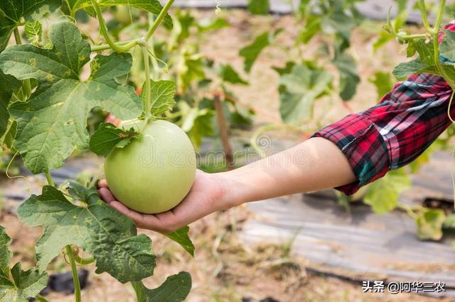 金丝瓜育苗控制光照时间，促进雌花形成，降低着花节位，农户须知