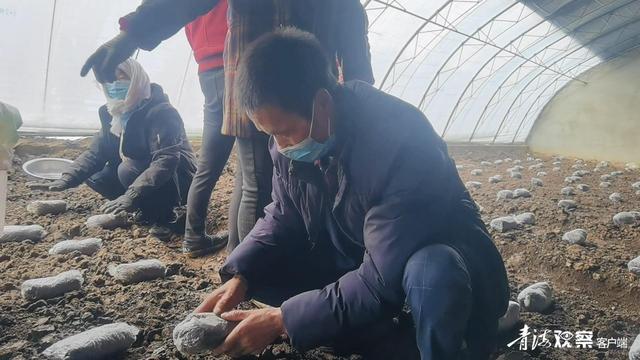 湟中：冬闲地不闲 羊肚菌种植忙