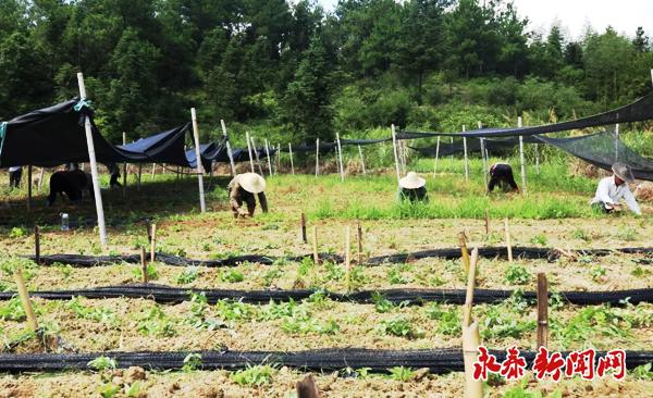 永泰赤岸村：发展特色农业 推广种植三叶青