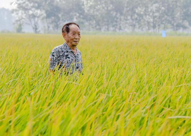 农民放弃种植高产的杂交水稻，反而种植常规水稻，这到底是怎么了