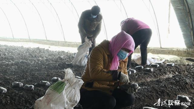 湟中：冬闲地不闲 羊肚菌种植忙