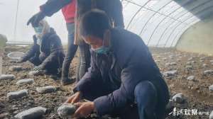 青海中药材种植(湟中：冬闲地不闲 羊肚菌种植忙)