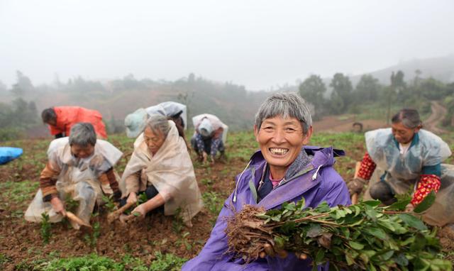 春季茶苗移栽该怎么做？如何提高茶树种植成活率？看完你就懂了