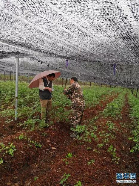 云南丽江：天保工程二十年 牢筑生态安全屏障