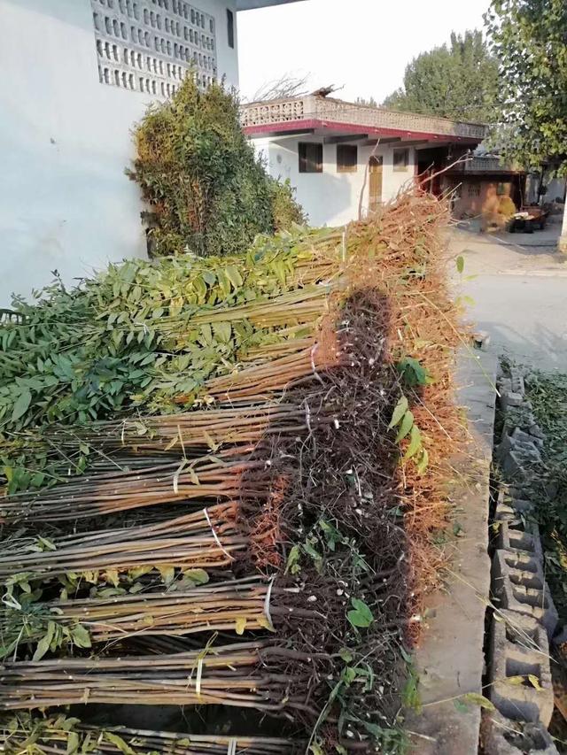 大棚香椿入棚在即，香椿苗开始起苗假植准备进棚，香椿种植教学