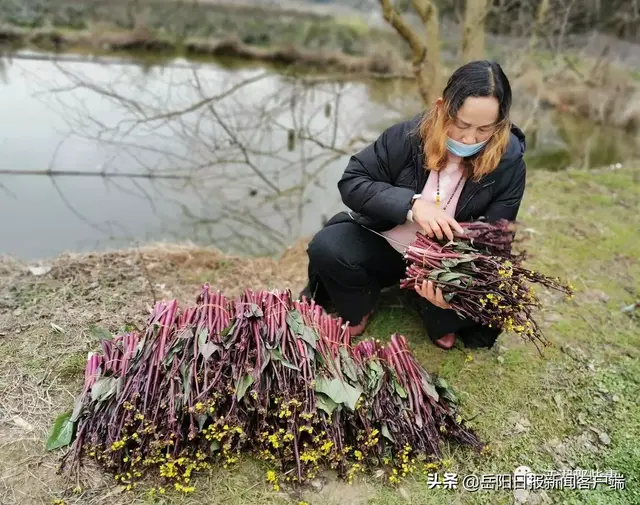 爱心接力！满满一车红菜苔，送达抗疫一线