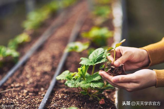 草莓定植没那么容易！掌握时间方法，做好植后管理，后期才轻松