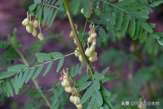 黄芪上什么肥料好？黄芪用什么肥料产量高？黄芪打什么叶面肥好？