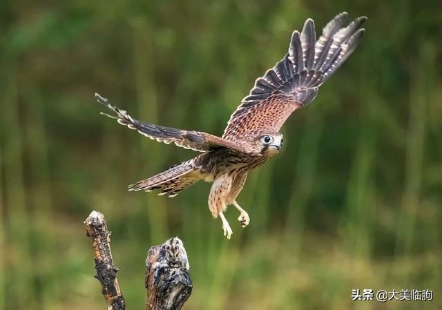 沂山的野生鸟