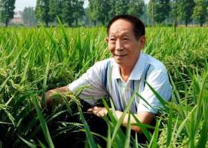 海水种植水稻(从海水到盐碱地，袁隆平花30年研究的海水稻将在柴达木种植100亩)