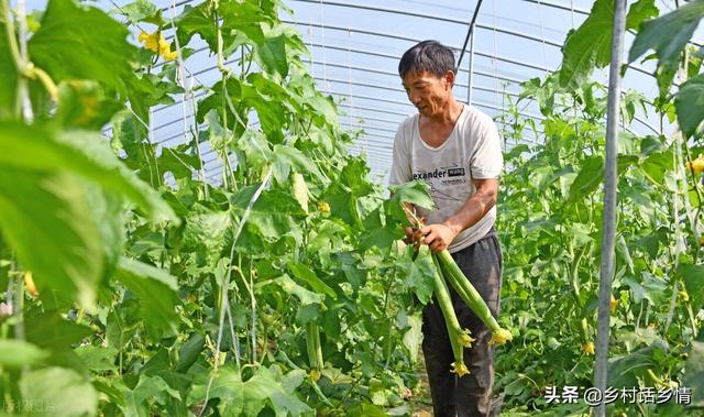 黄瓜、丝瓜连续坐瓜有绝招，只需做好这四点，结瓜一茬接一茬