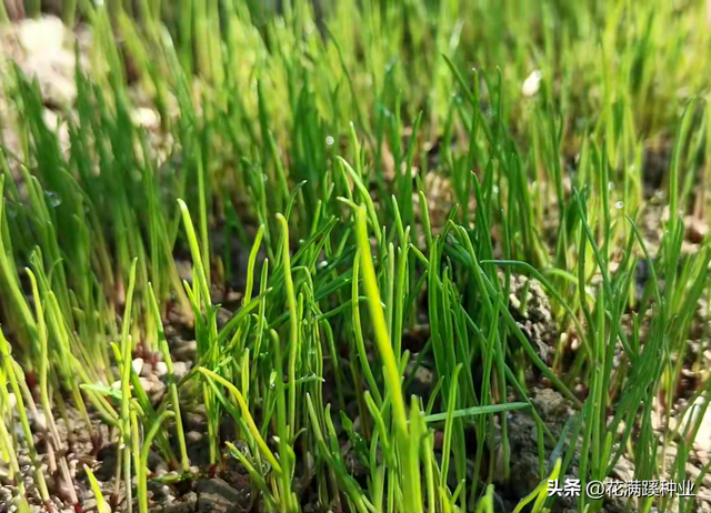 草坪交播黑麦草，直立速生品质好，种植注意事项都在下面了