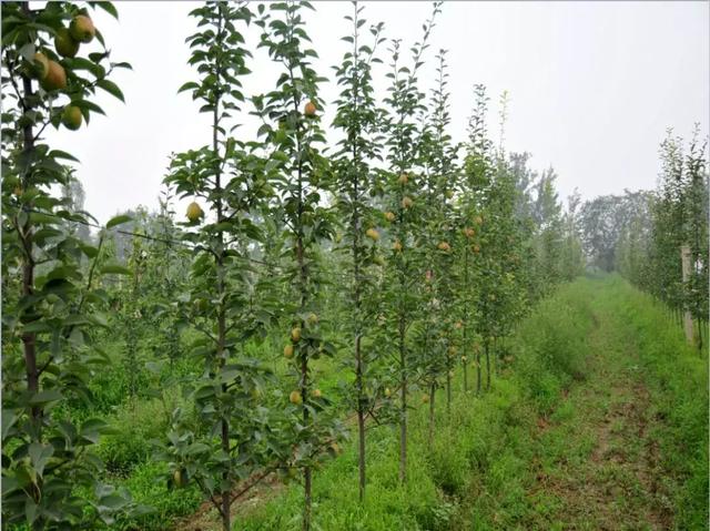 梨树省力密植的栽培技术要点