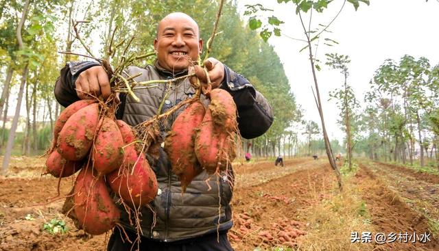 红薯种植有窍门，老祖宗总结出6句“顺口溜”，红薯个大、产量高