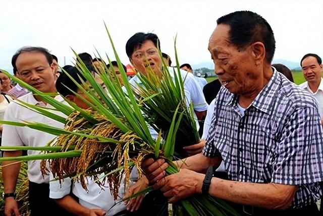 农民放弃种植高产的杂交水稻，反而种植常规水稻，这到底是怎么了