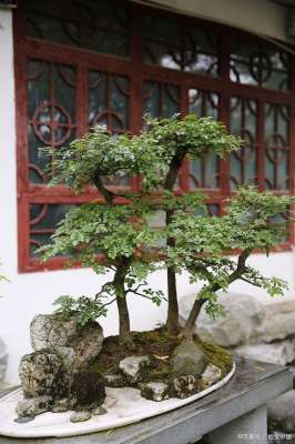 小叶紫檀盆景种植基地(小叶紫檀盆景，无比珍贵，养得越久价值越大，传家宝一样的存在)