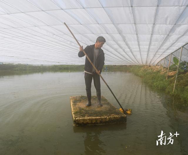 沼虾串起农工旅！从一只虾看肇庆农业现代化发展