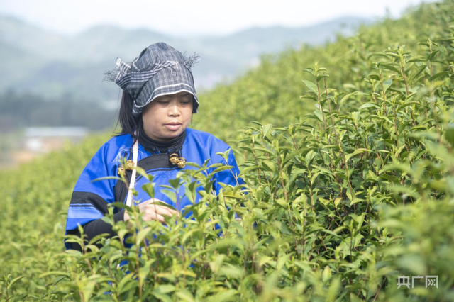 湖南江华：春茶进入采摘黄金期