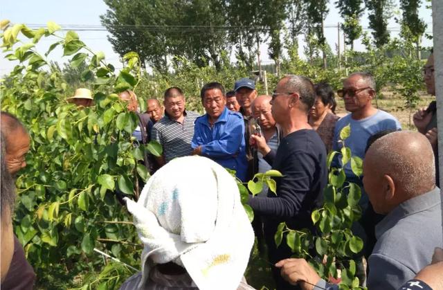 梨树省力密植的栽培技术要点