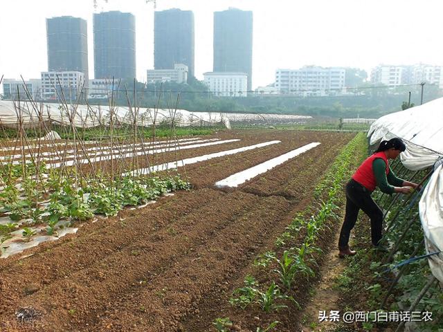 9月1日起，在耕地上栽树是否违法，会罚多少钱？农民朋友赶快了解