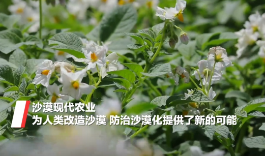 毛乌素沙地开出“致富花”