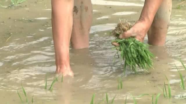 冷水稻配冷水鱼，利用水资源种养结合，一年收入20万元