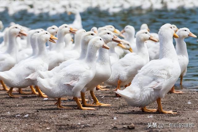 鸭肉的市场前景：被低估的全球肉鸭市场？