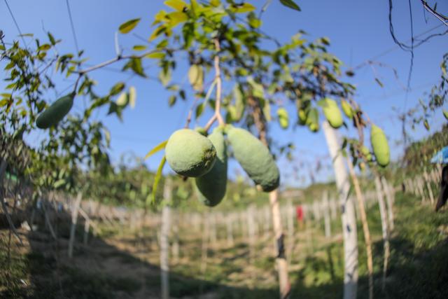 “八月瓜”是什么瓜？衡阳县籍80后企业家返乡潜心种植带乡邻致富