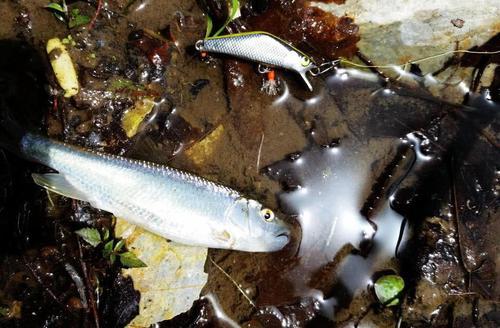 马口鱼生物学特性及人工养殖繁育技术