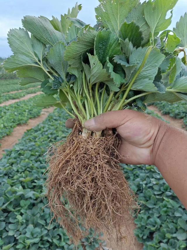 栽植香野草莓苗的注意一下几点