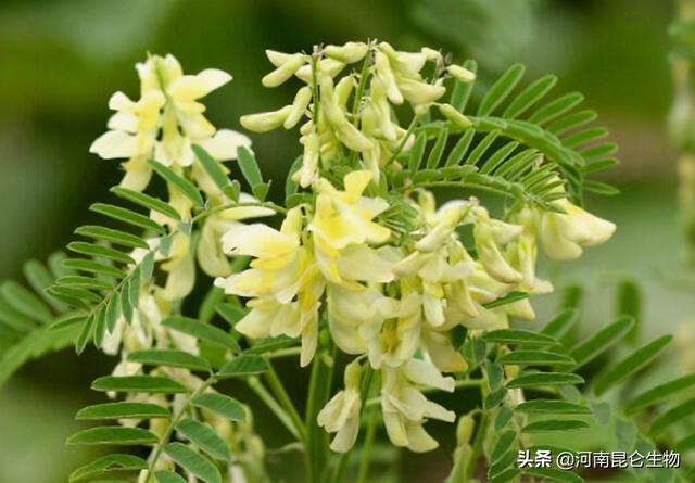 黄芪上什么肥料好？黄芪用什么肥料产量高？黄芪打什么叶面肥好？