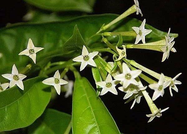 这种开花植物在花市里其貌不扬，却特受欢迎，买回家就是闻香味