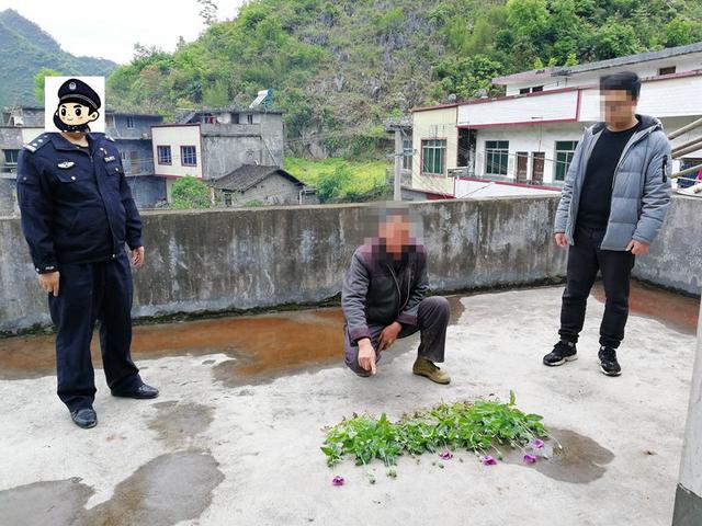 广西：天峨县公安机关查处一起非法种植毒品原植物案件