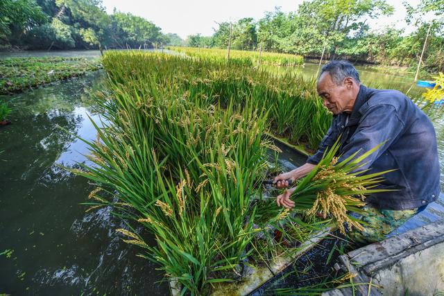 乡村“水上农场”迎丰收