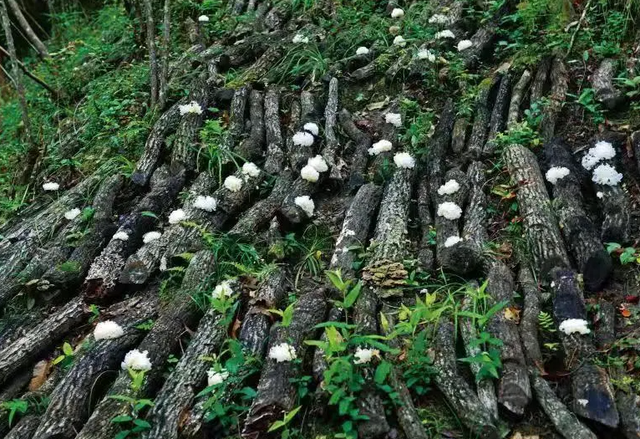 银耳原来有这么多功效，它的种植其实并不难？