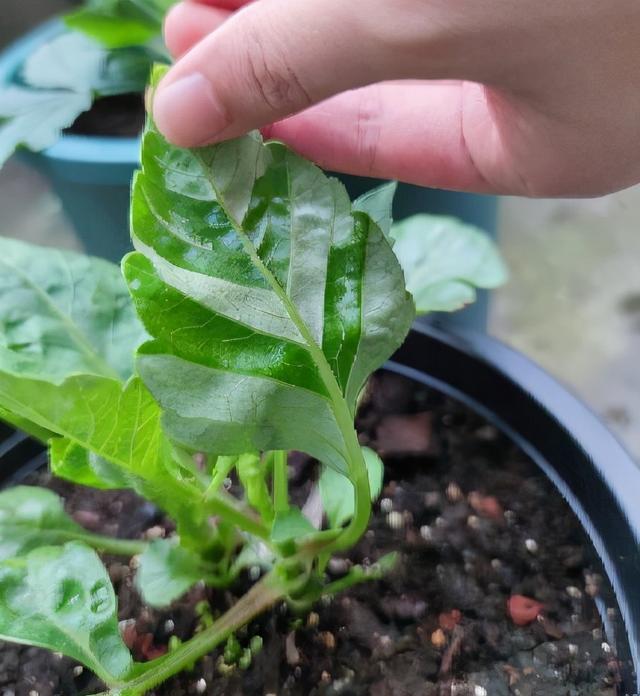 大丽花盆栽的种植方法，做好3步，一年两次花，花型大颜色美