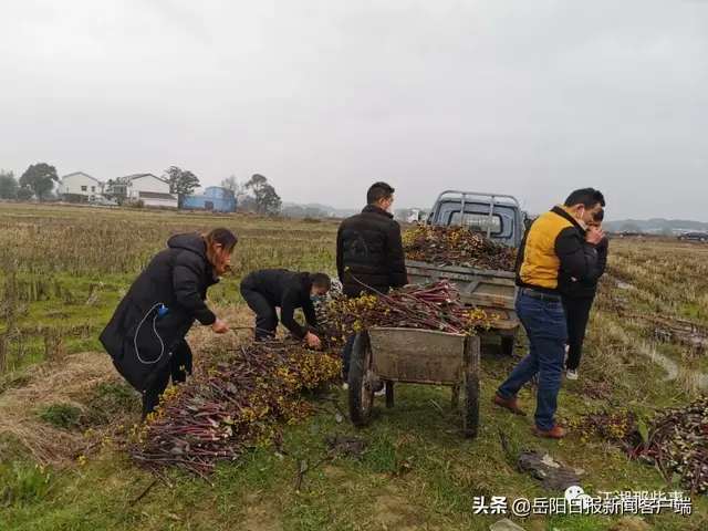 红菜苔种植技术视频(爱心接力满满一车红菜苔，送达抗疫一线)