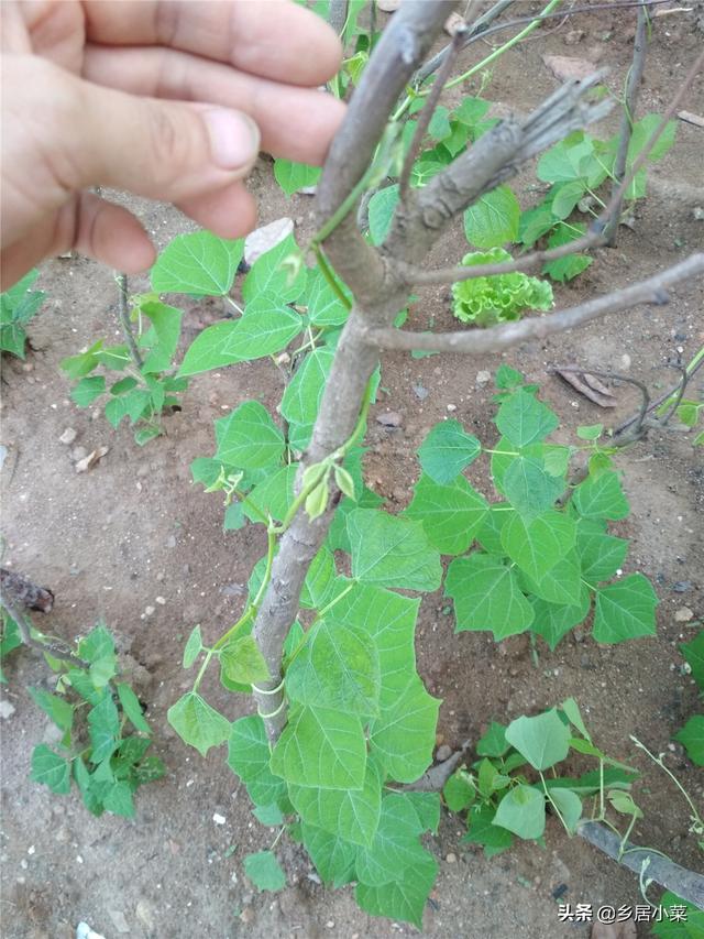 种植凉薯块根膨大难？结薯于土层，选好地块，注重分枝修剪等管理