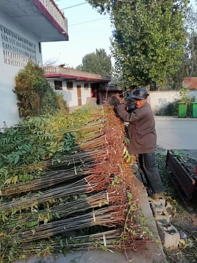 大棚香椿入棚在即，香椿苗开始起苗假植准备进棚，香椿种植教学