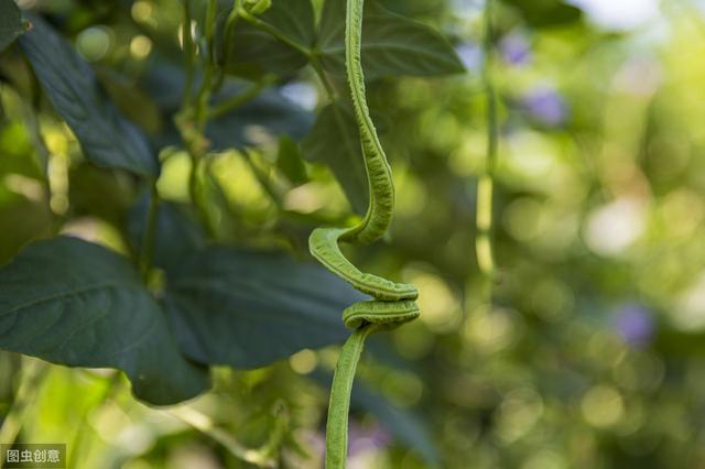 农户种豆角，怎样才能取得高产？这三大种植要点很关键